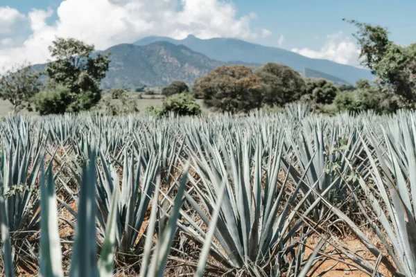 agave in field