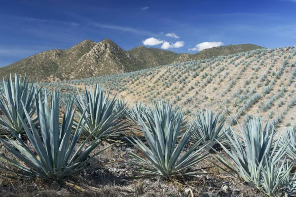 agave on hillsides in mexico stephan-hinni-HNeQ6AU1ams-unsplash