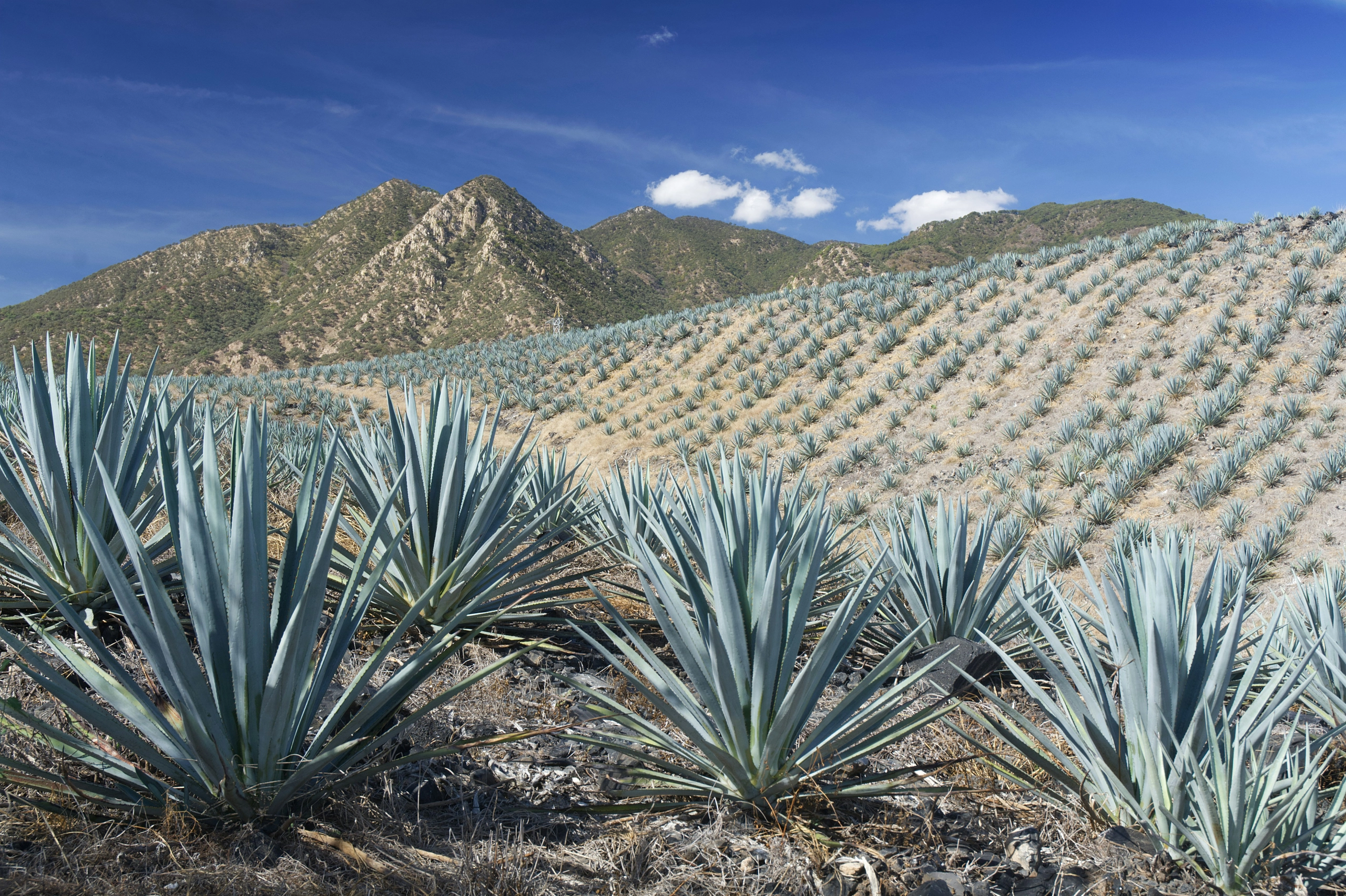 agave on hillsides in mexico stephan-hinni-HNeQ6AU1ams-unsplash