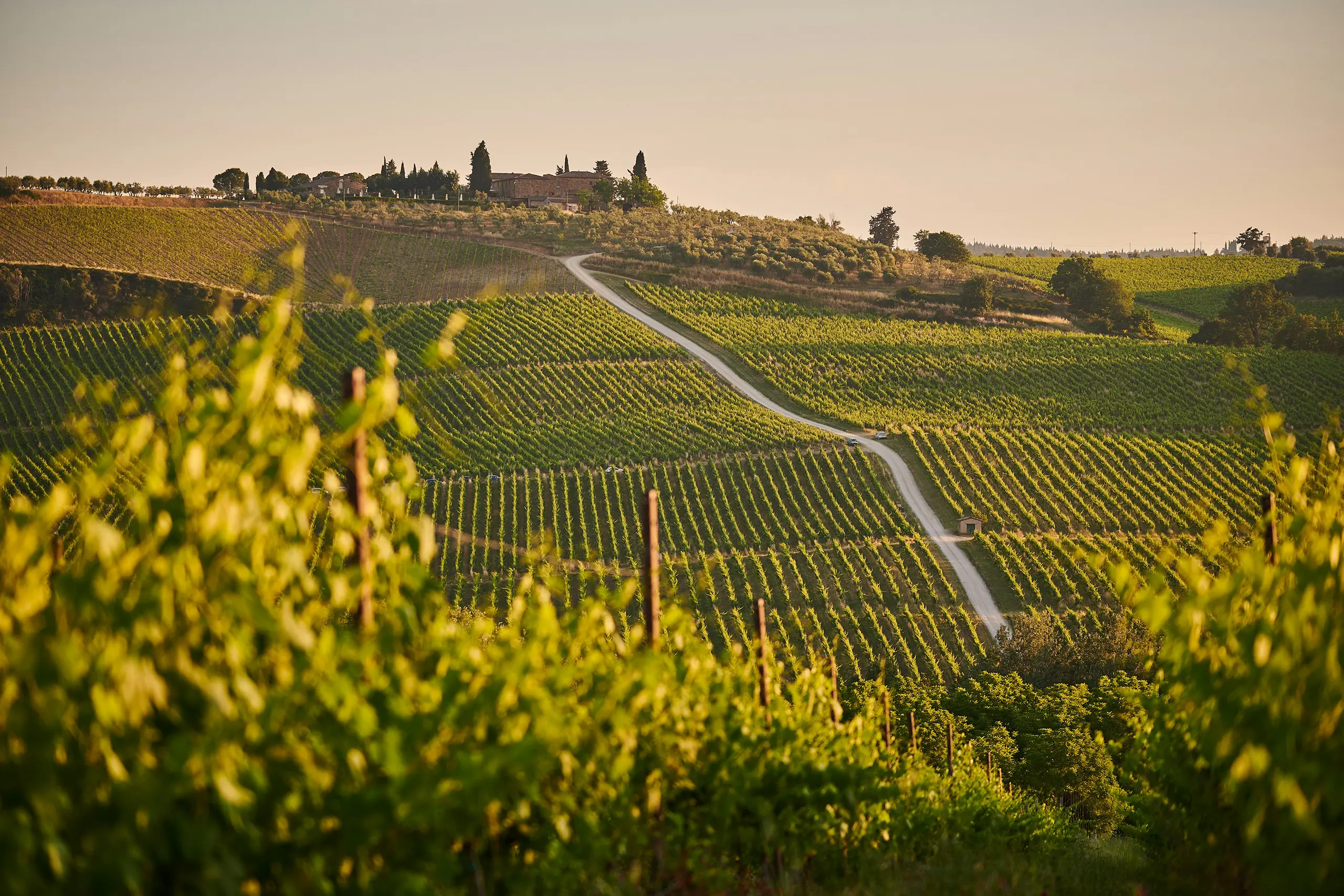grape vine on a hill in italy