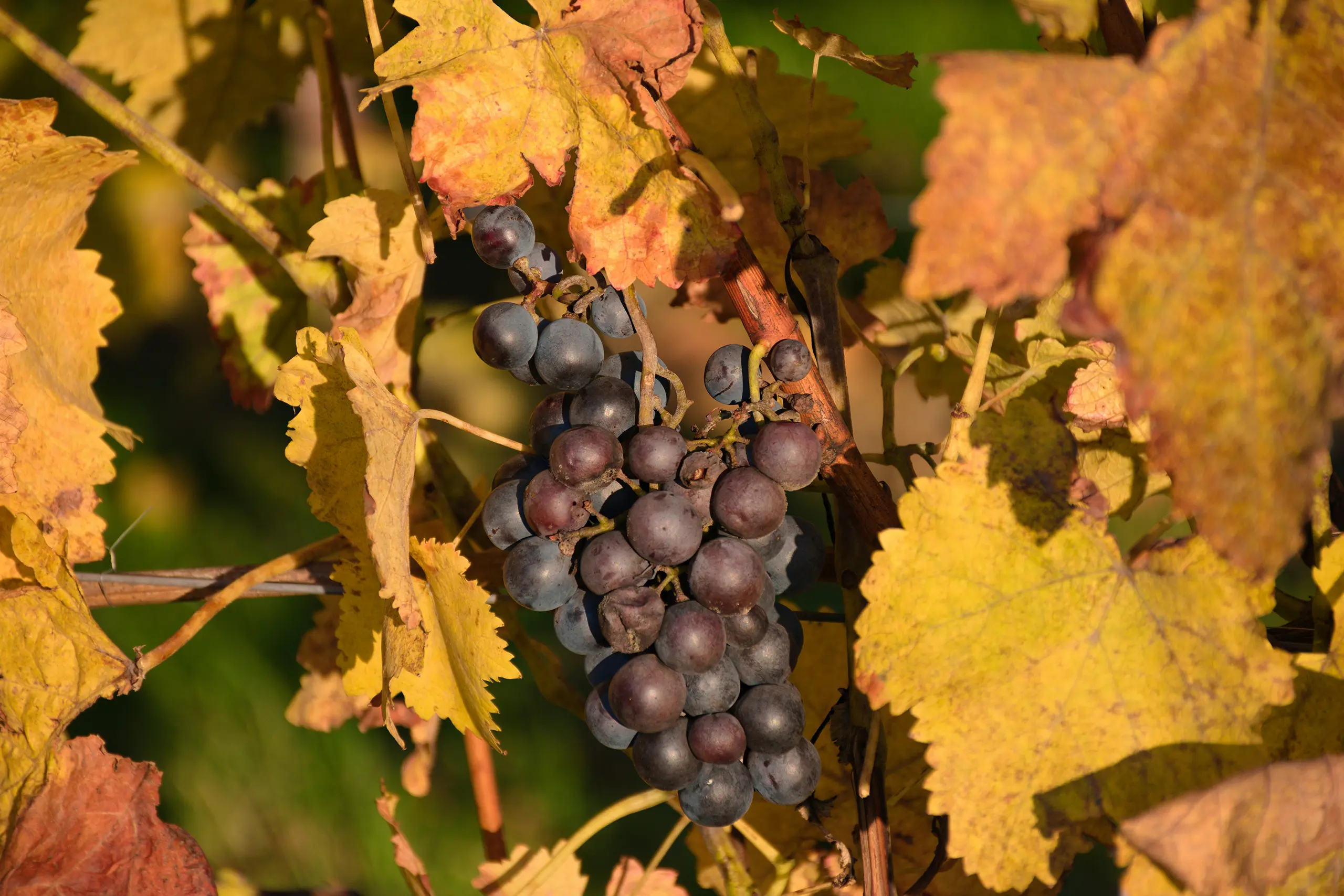 leaves and grapes fall