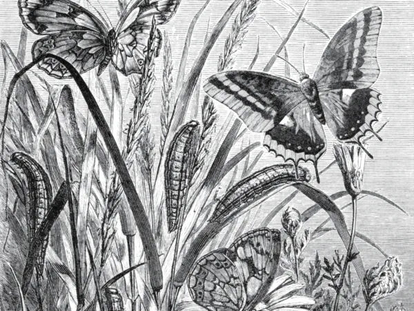 the fableist background