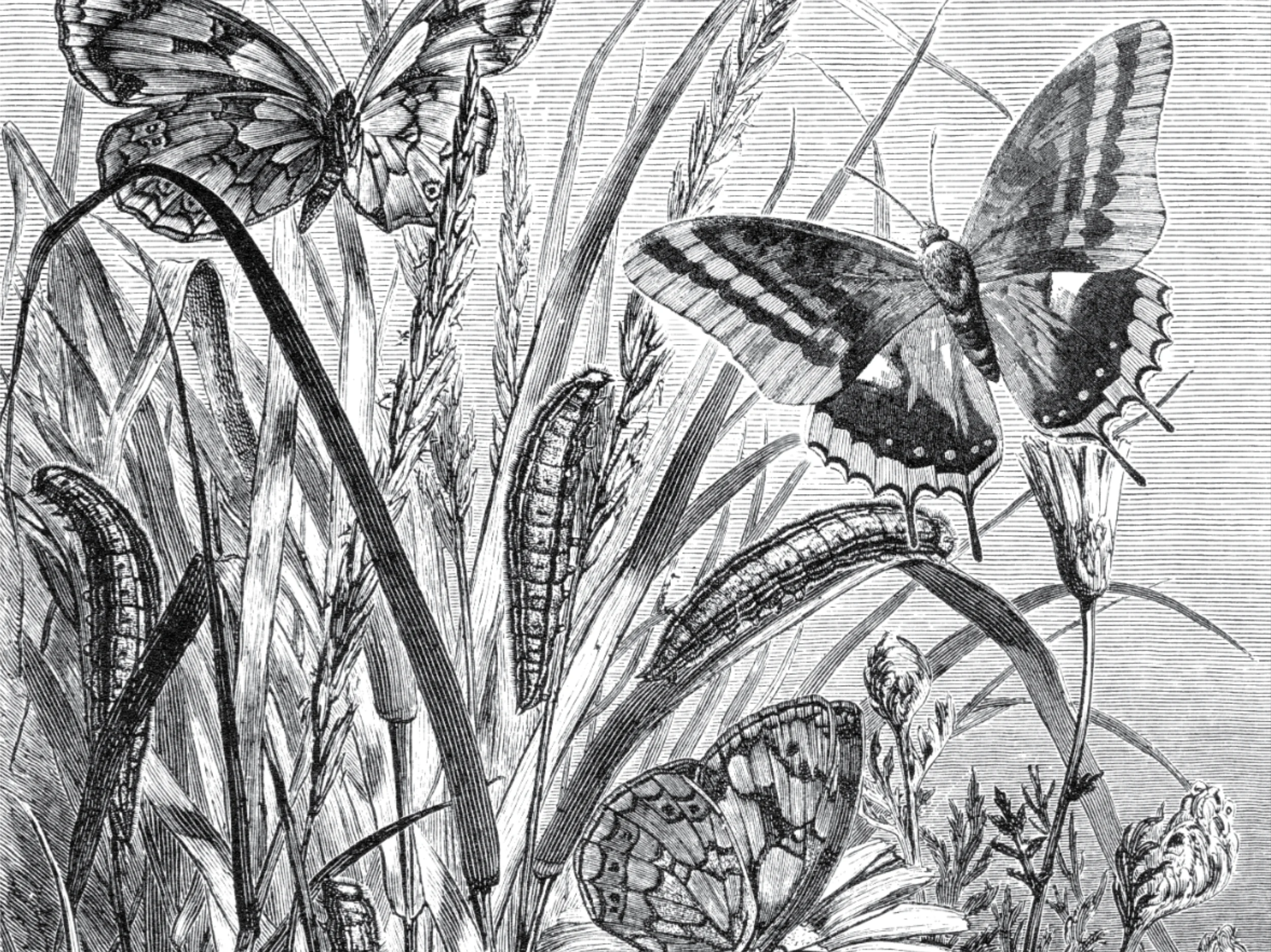 the fableist background