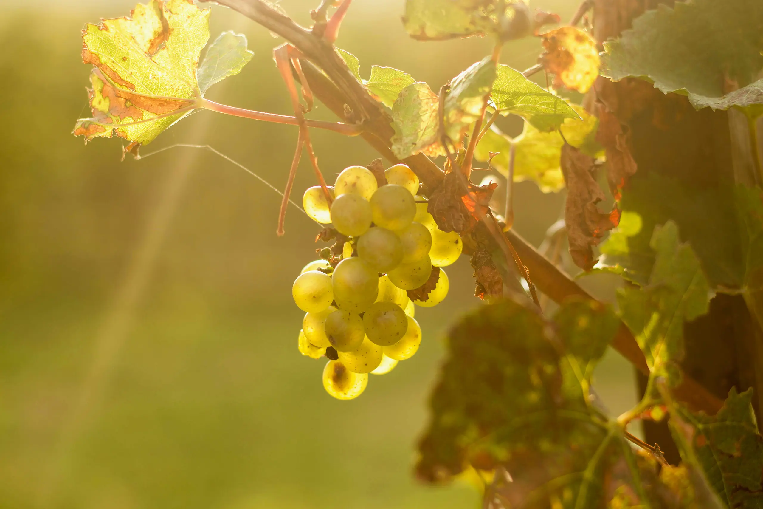 white grapes on vine