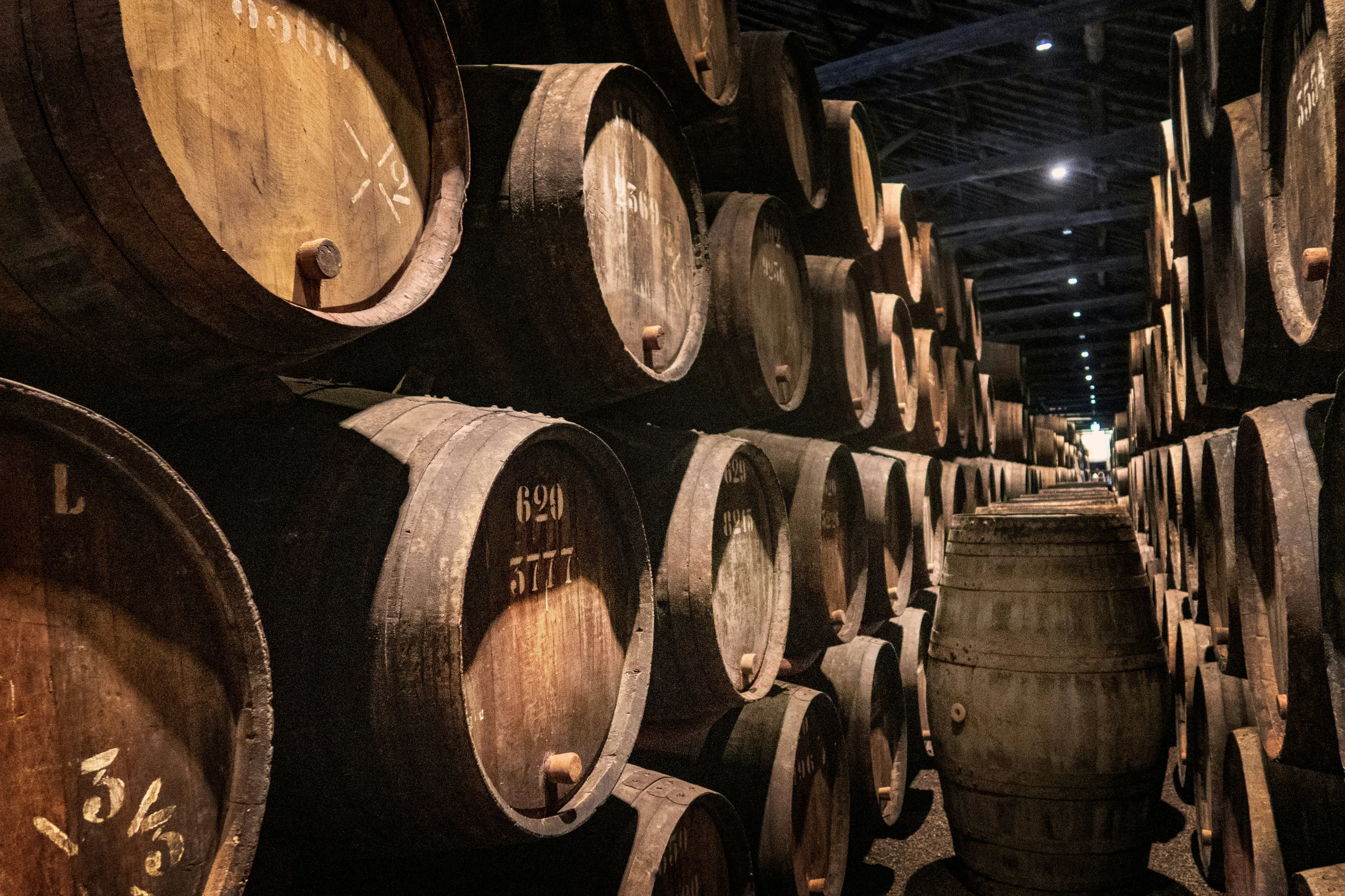 wine barrels in cellar
