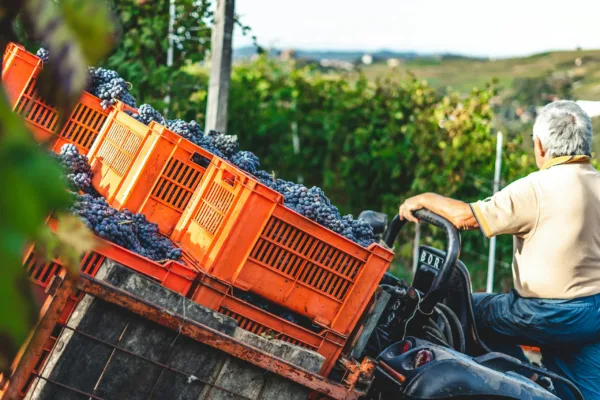 wine making in a vineyard grapes in crates on a tractor