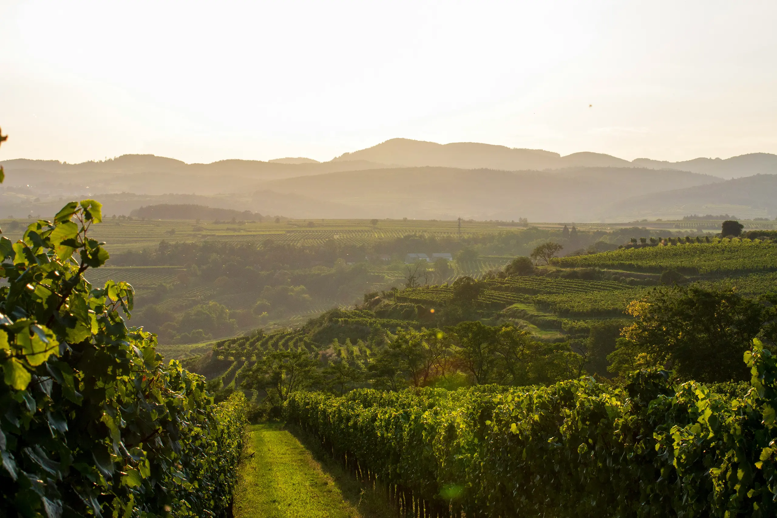 wine vineyard at dusk