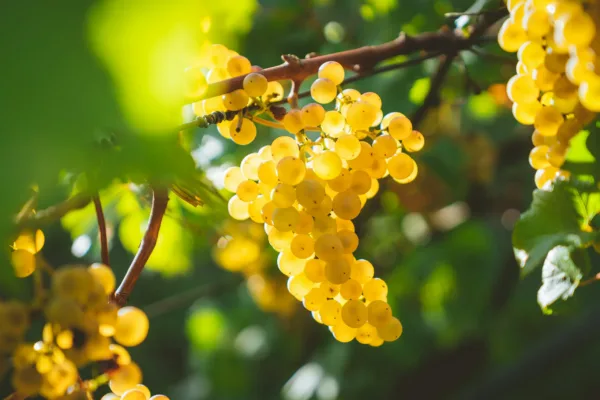 wite wine grapes on vine